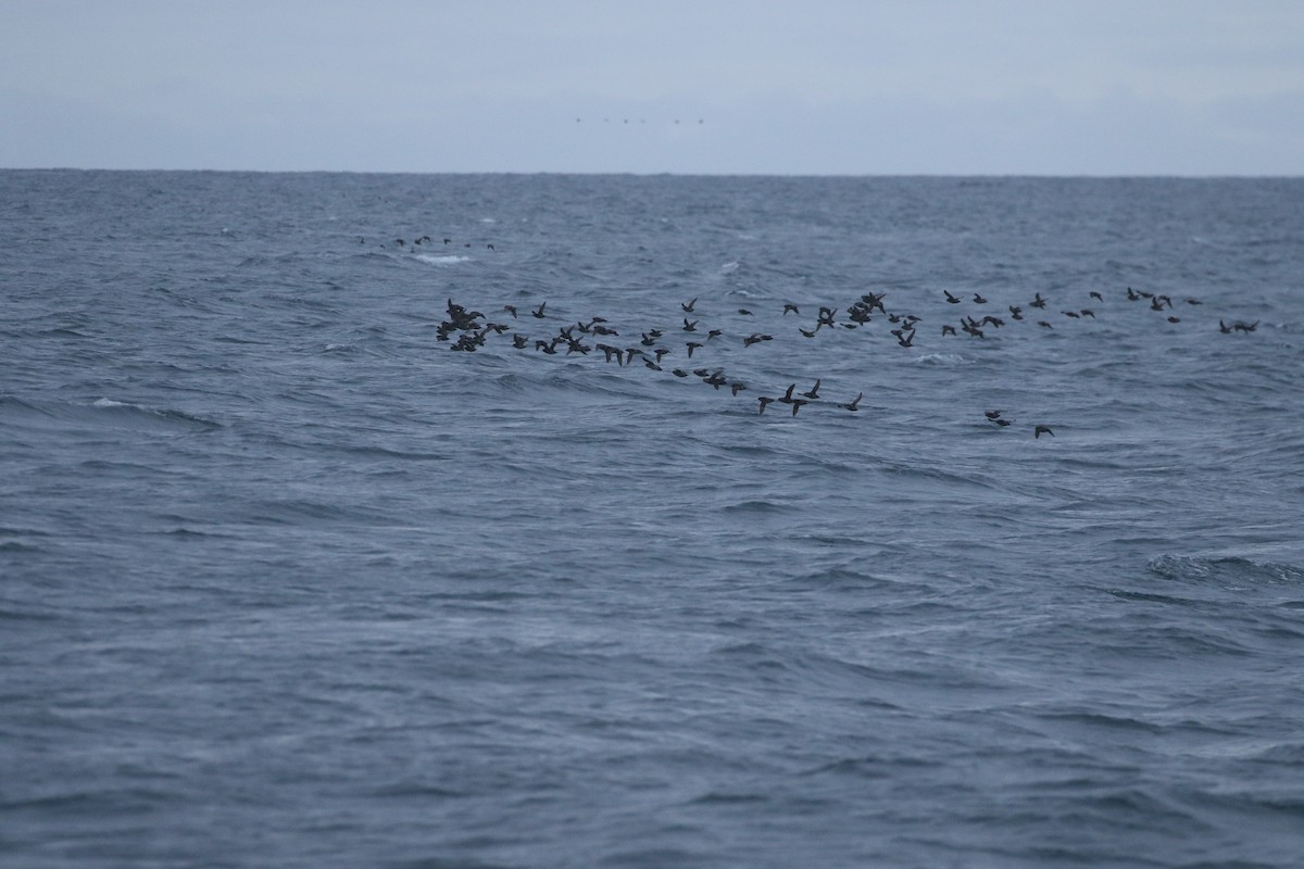 Crested Auklet - ML621951714