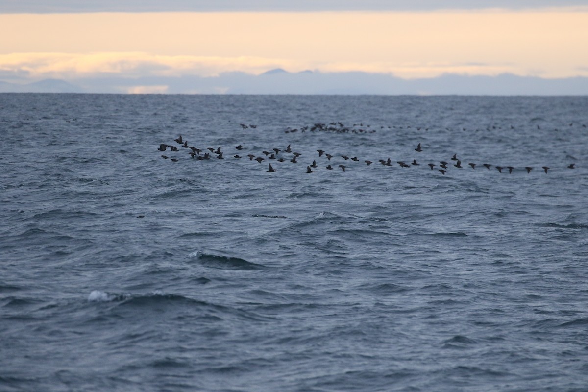 Crested Auklet - ML621951715