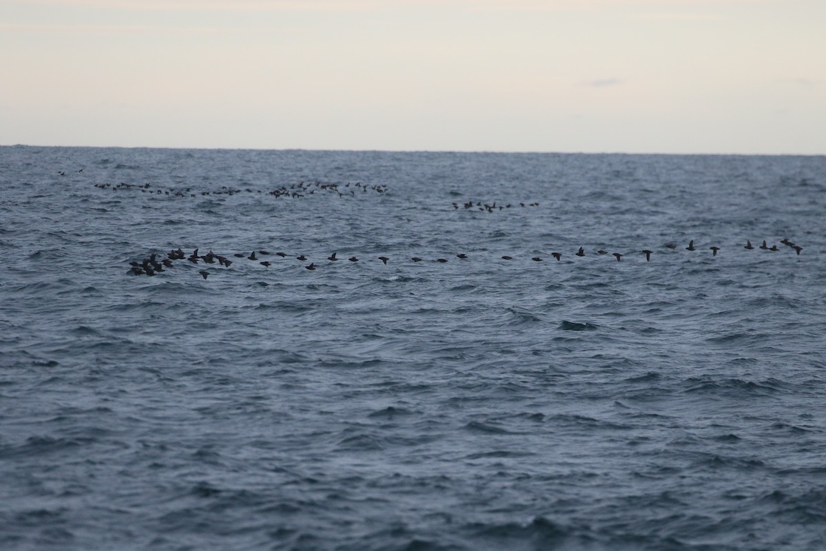 Crested Auklet - ML621951716