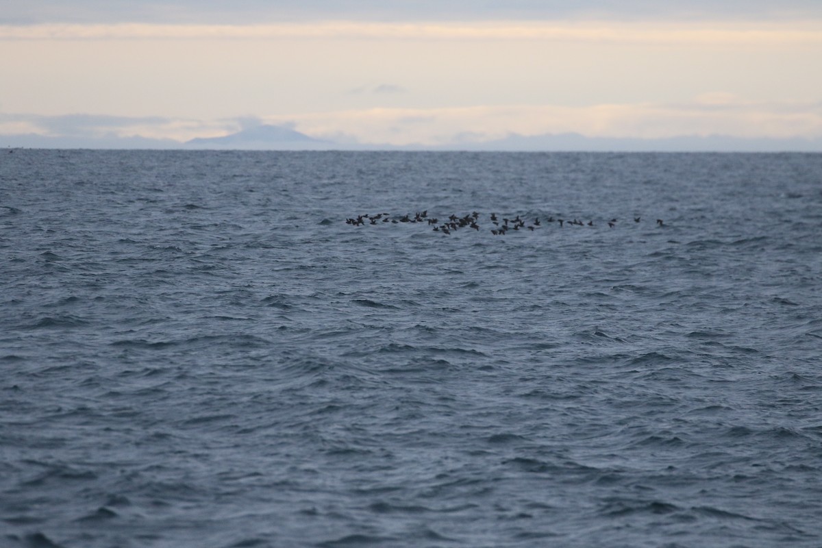 Crested Auklet - ML621951717