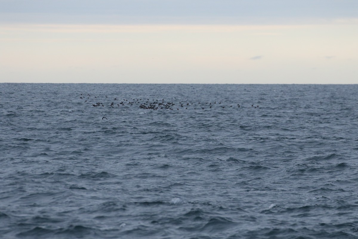 Crested Auklet - ML621951718