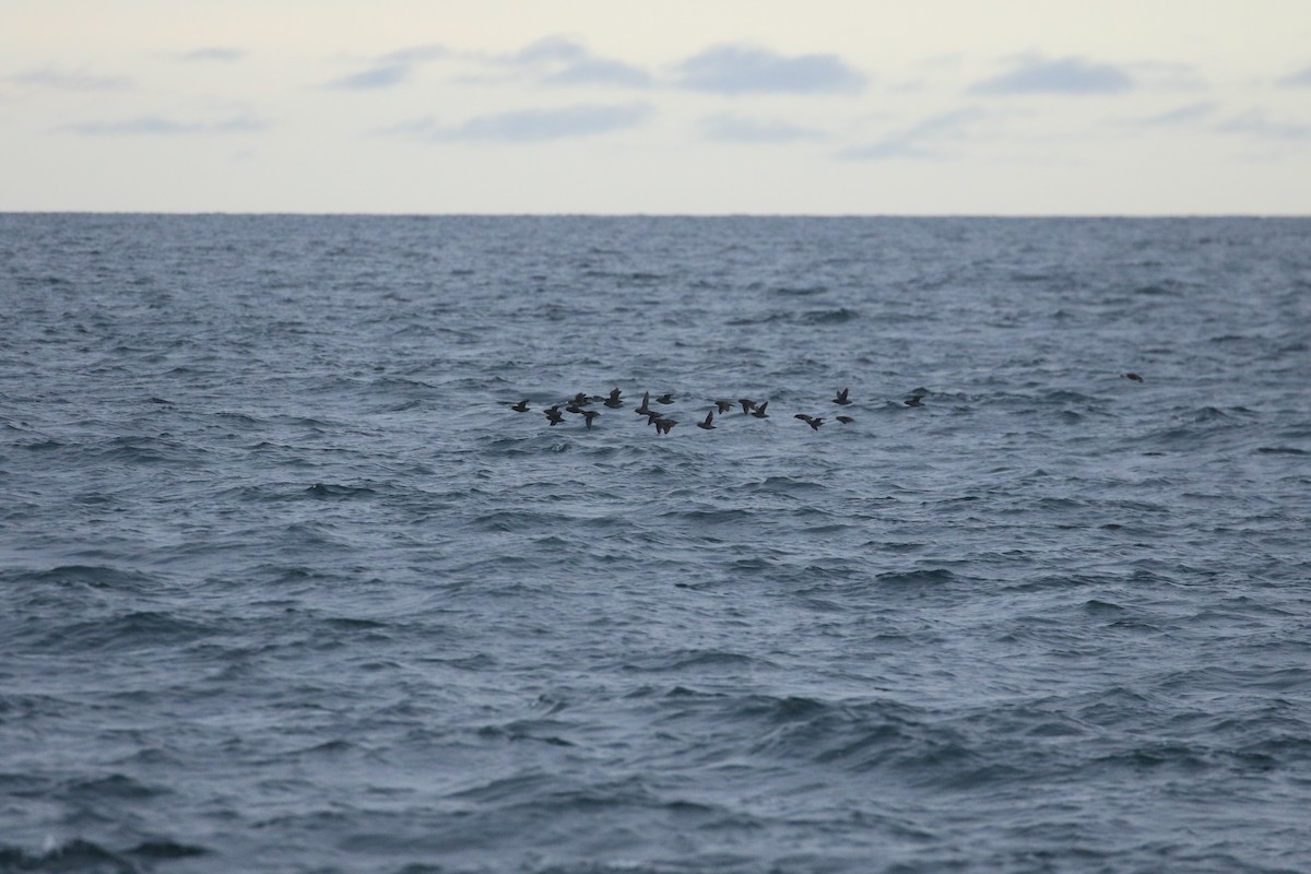 Crested Auklet - ML621951719