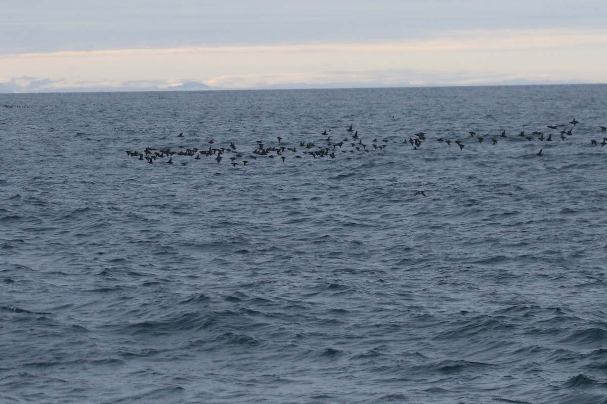 Crested Auklet - ML621951721