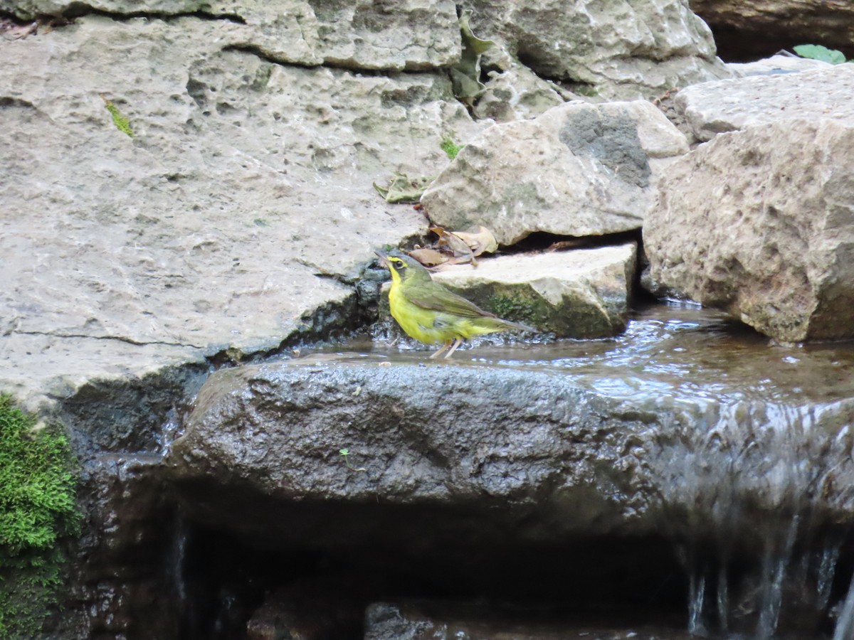 Kentucky Warbler - ML621951750