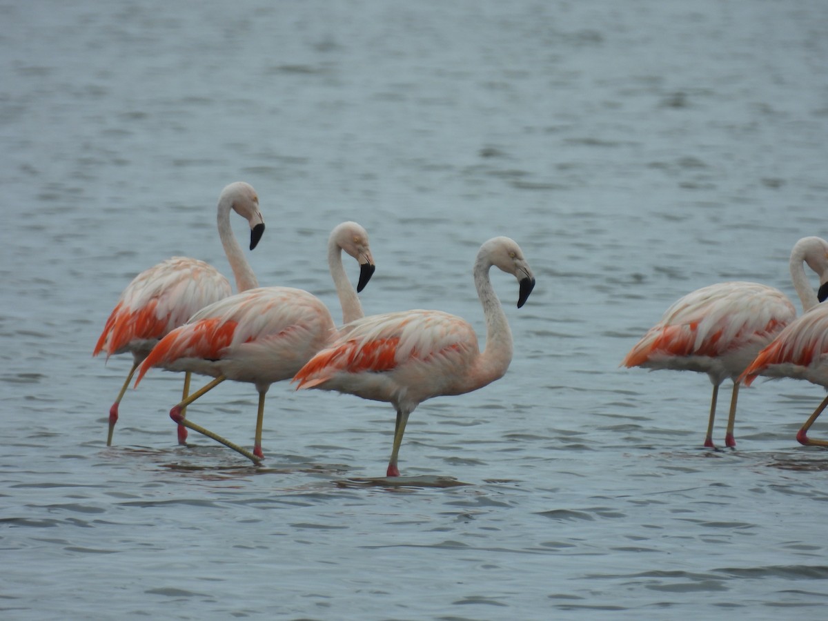 Chilean Flamingo - ML621951842