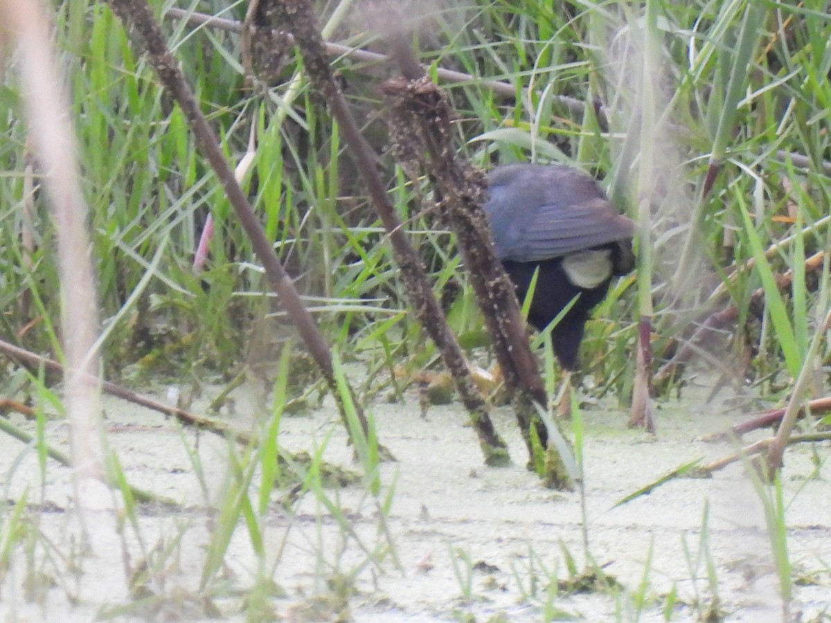 Purple Gallinule - ML621951850