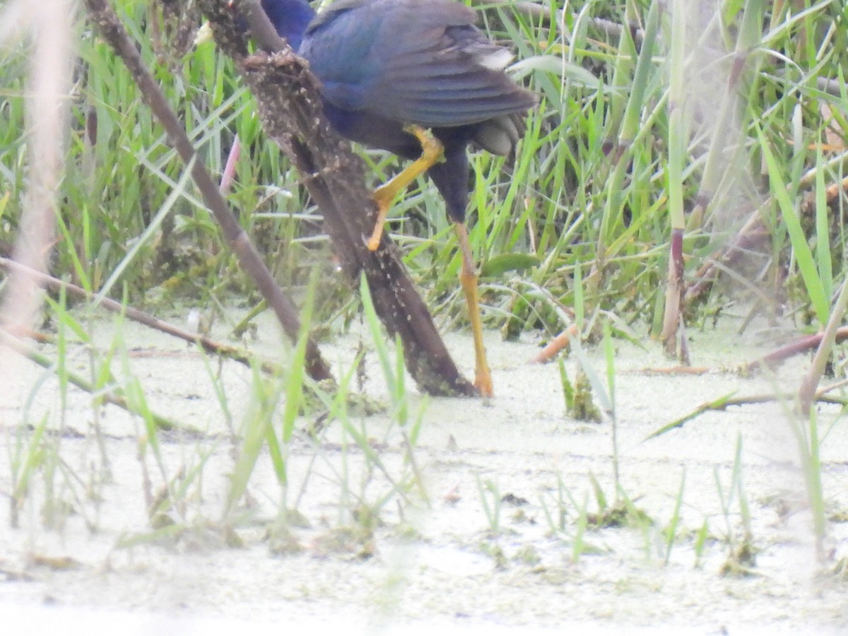 Purple Gallinule - ML621951851