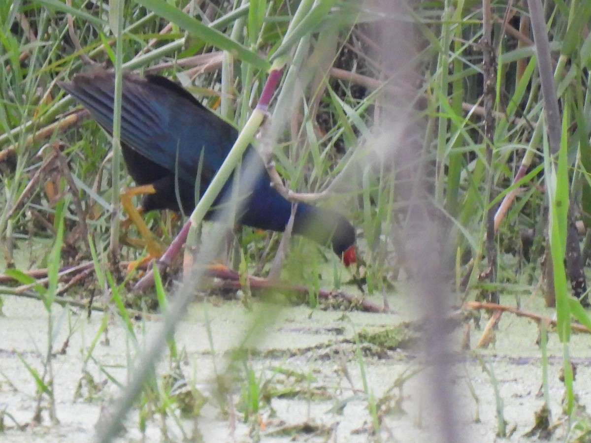 Purple Gallinule - ML621951852