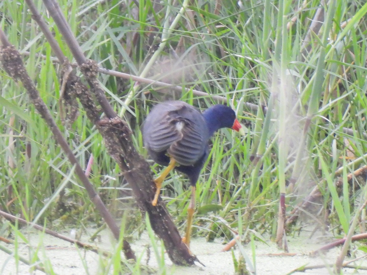 Purple Gallinule - ML621951854