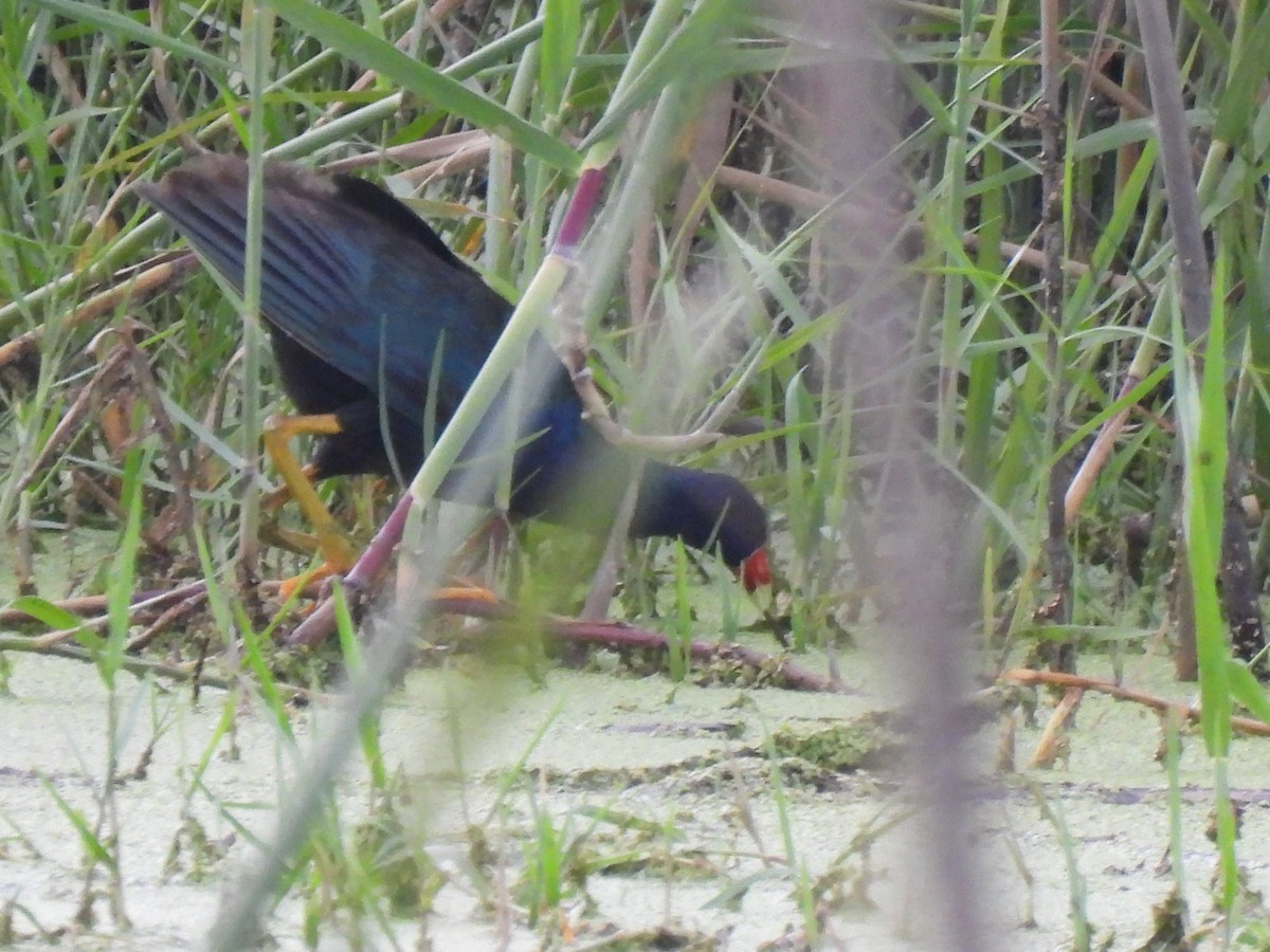 Purple Gallinule - ML621951855