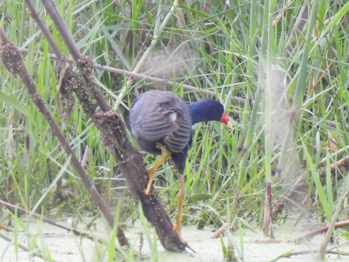 Purple Gallinule - ML621951857