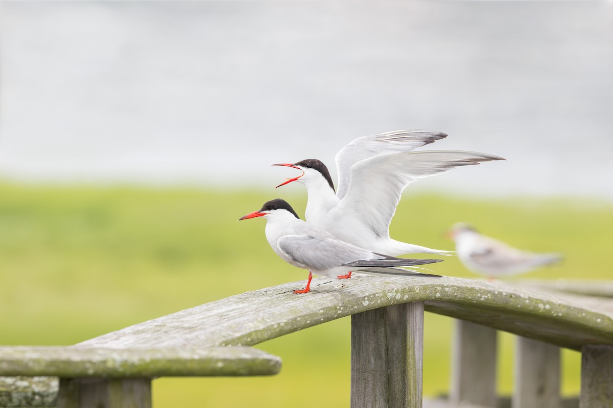 Common Tern - Mike Andersen