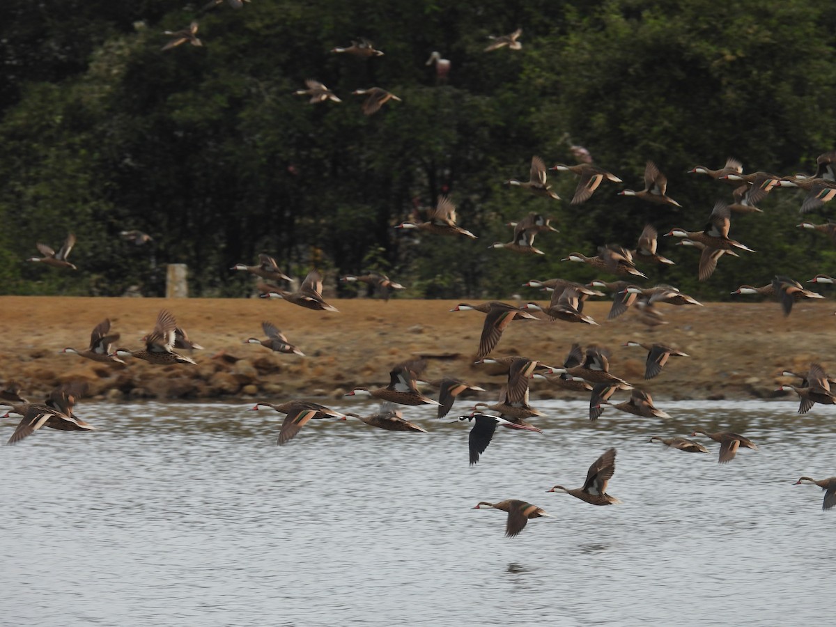 White-cheeked Pintail - ML621951891