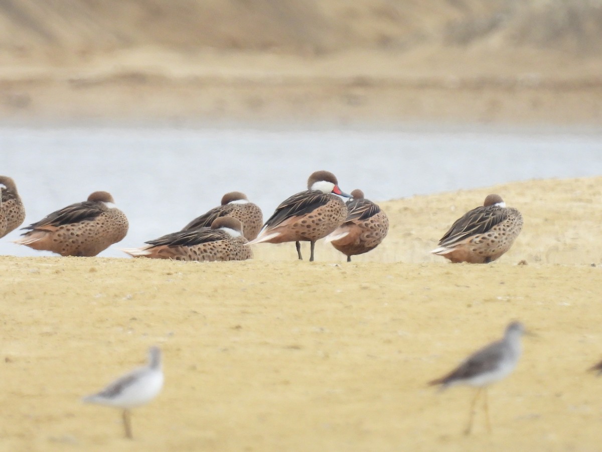 White-cheeked Pintail - ML621951892