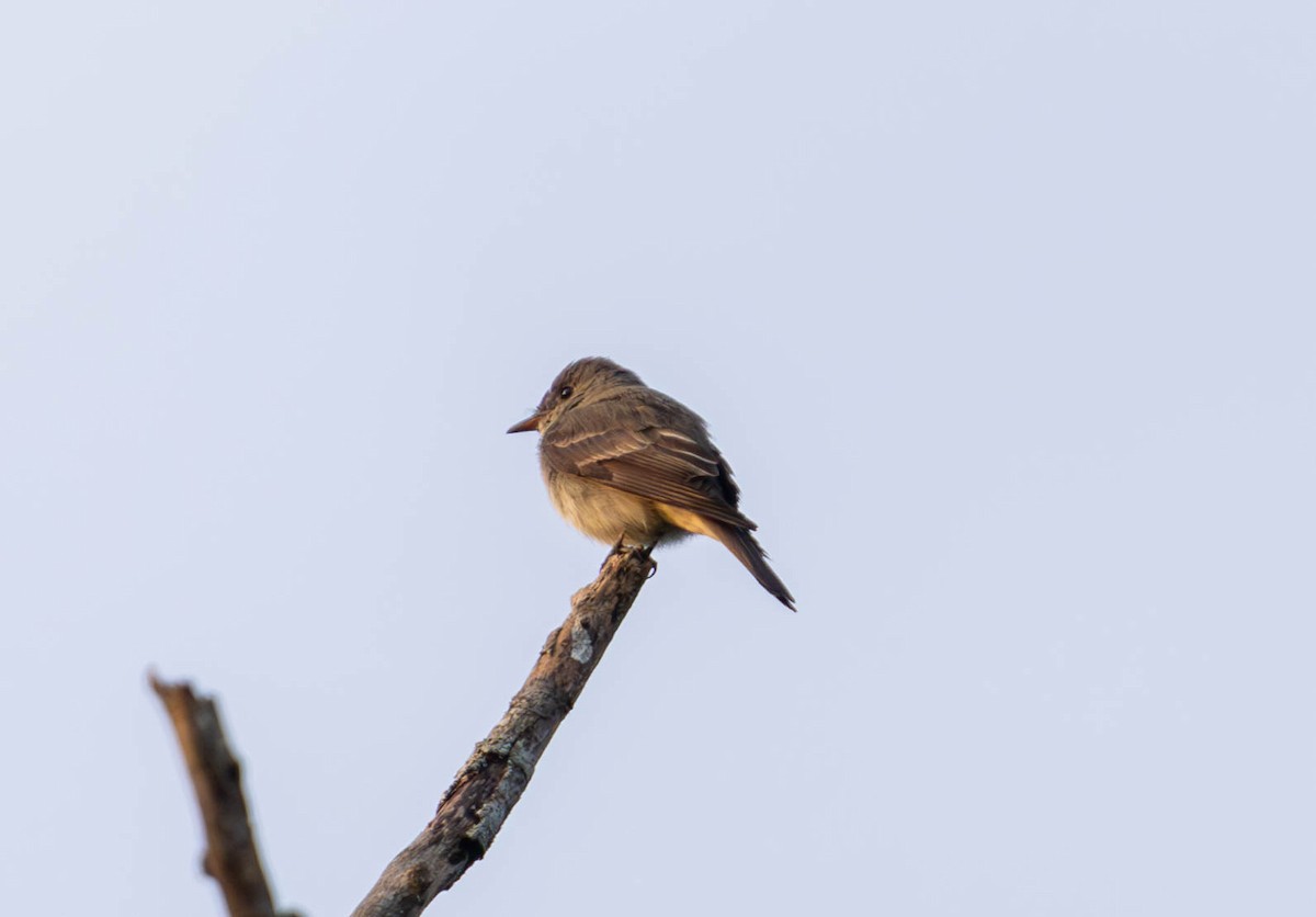 Eastern Wood-Pewee - Brad Everhart