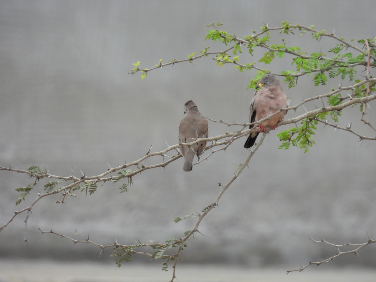 Croaking Ground Dove - ML621951912