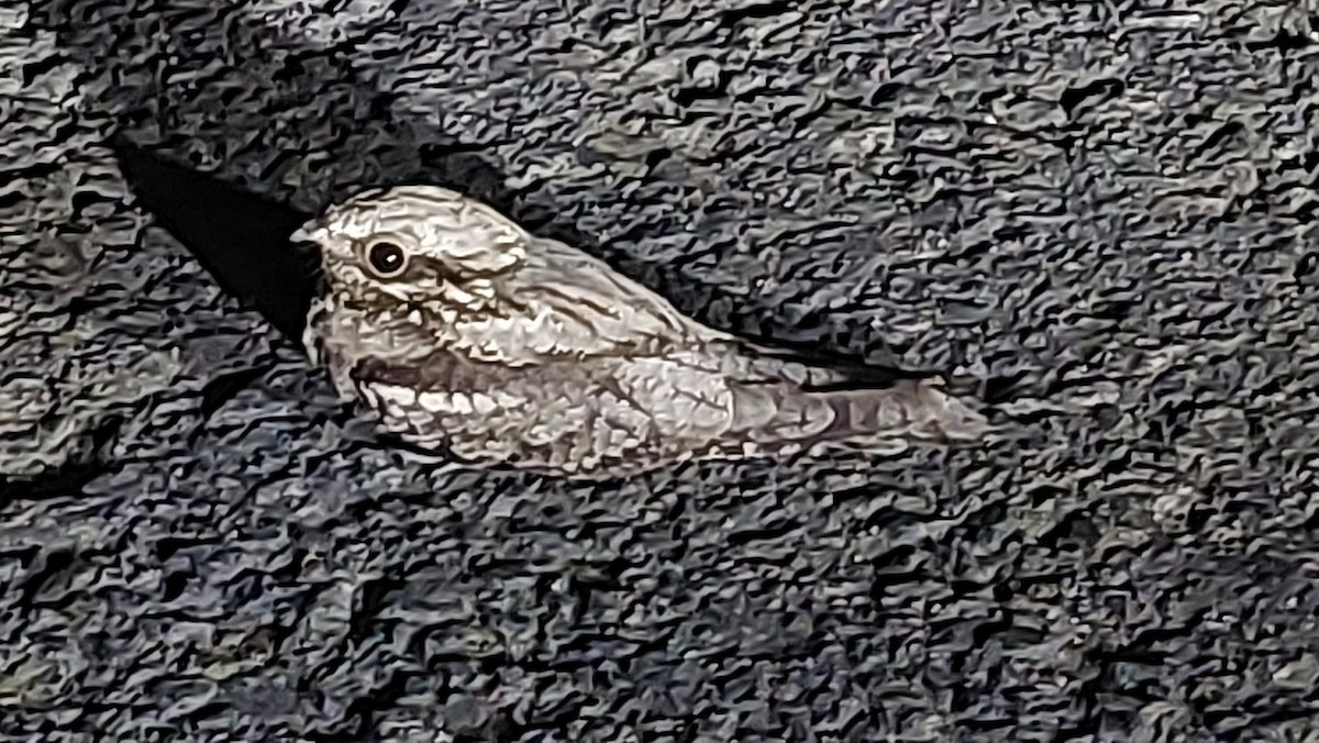 Eurasian Nightjar - ML621951916