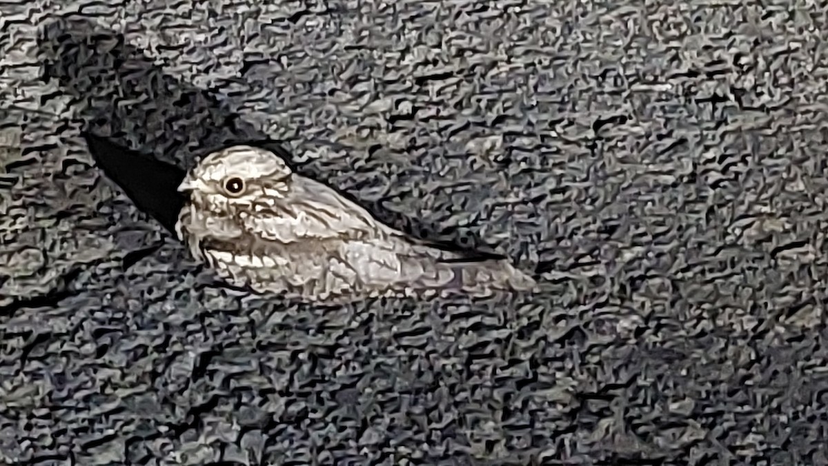 Eurasian Nightjar - ML621951917