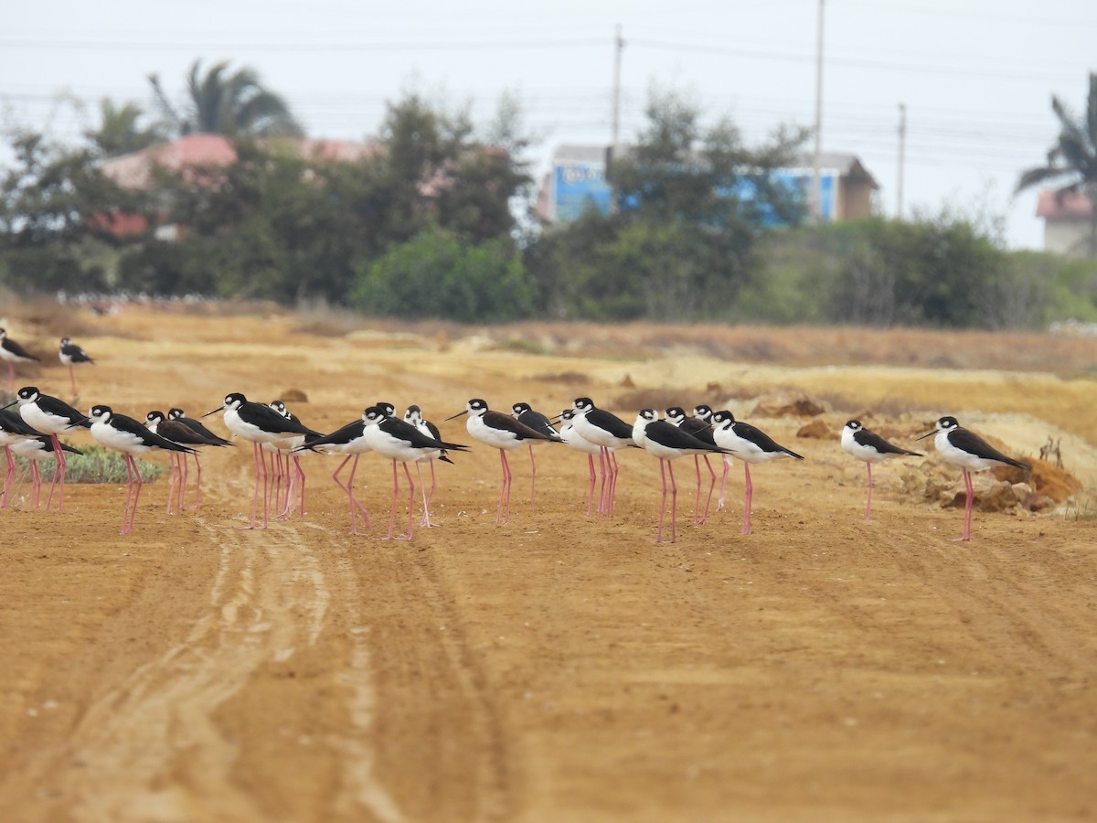 Black-necked Stilt - ML621951956