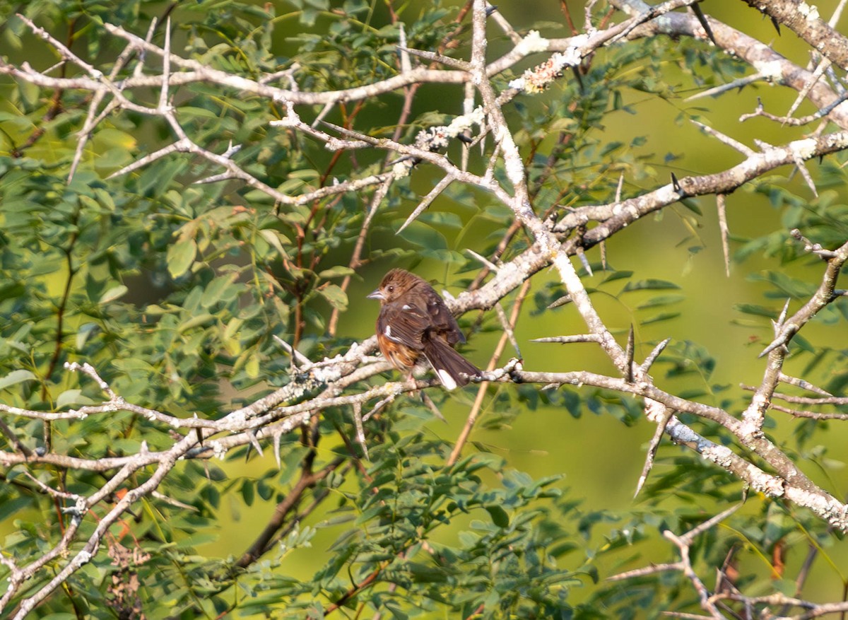 Eastern Towhee - ML621951958