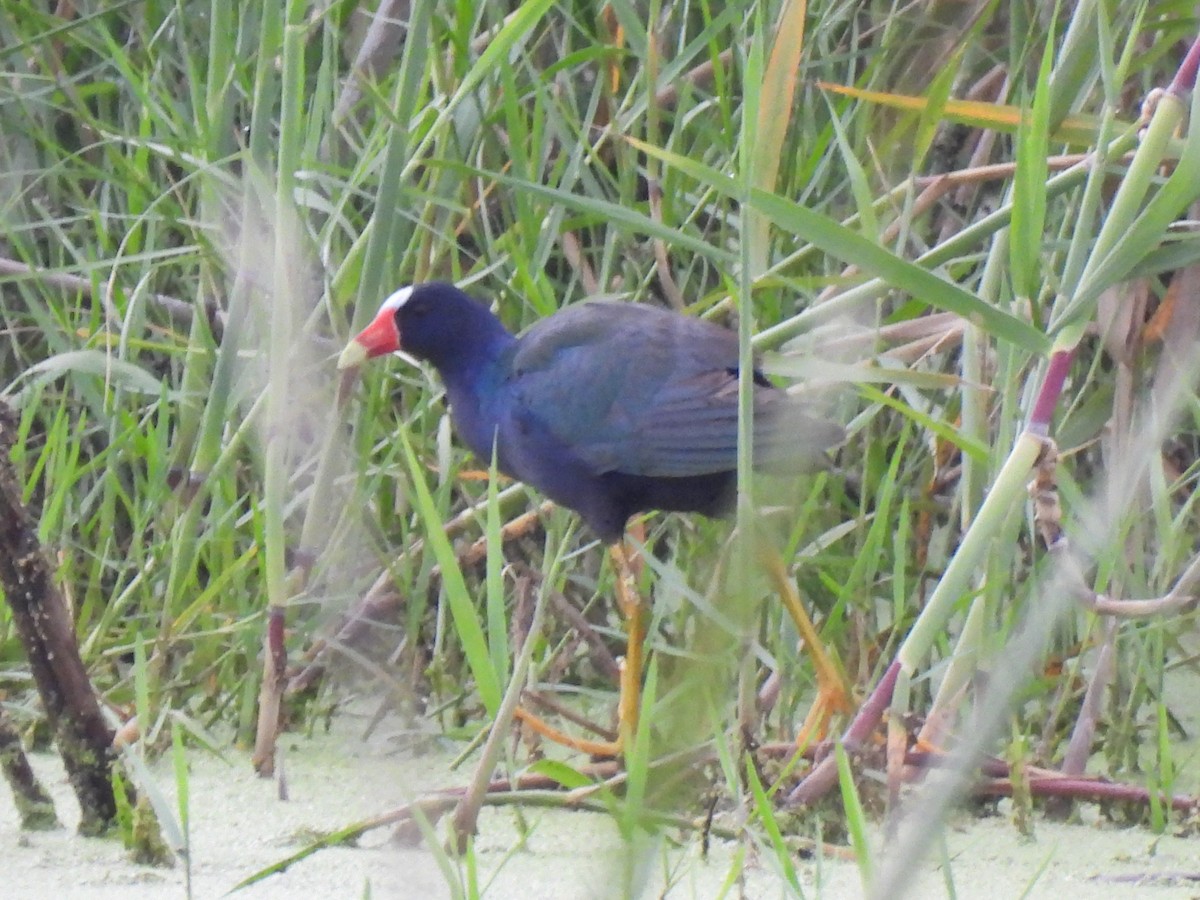 Purple Gallinule - ML621951995