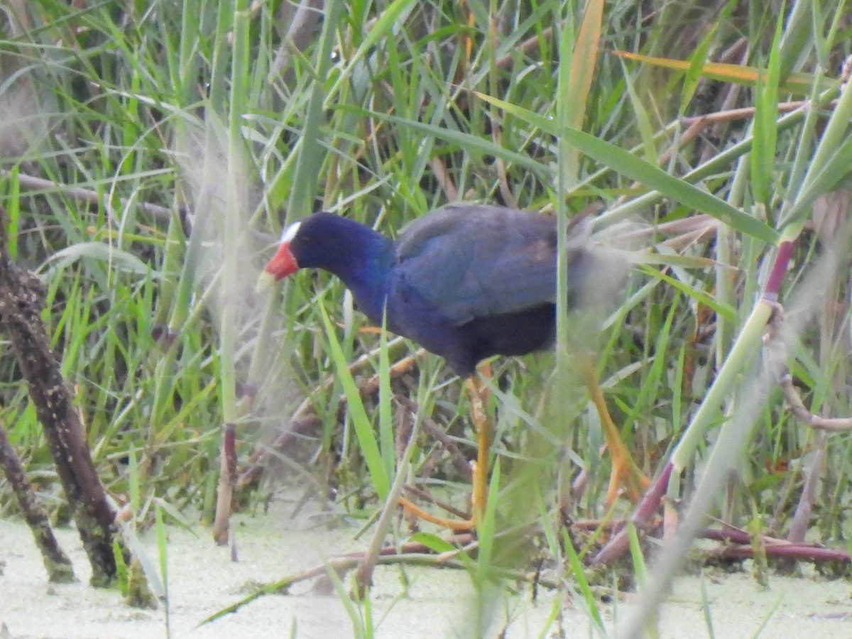 Purple Gallinule - Jeff&Jenn Joffray