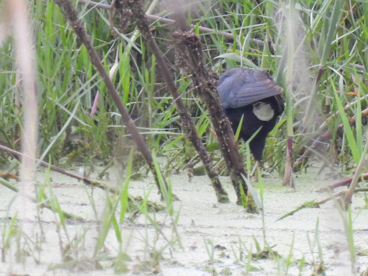 Purple Gallinule - ML621951997