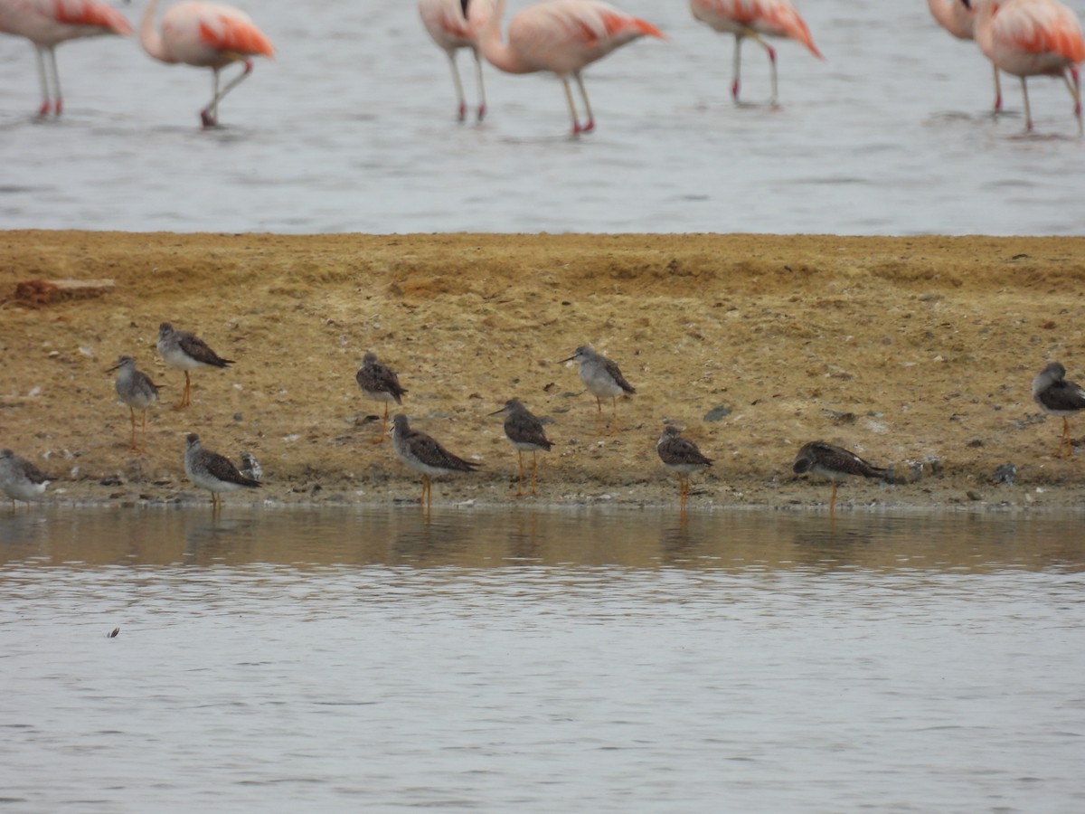 Lesser Yellowlegs - ML621952008