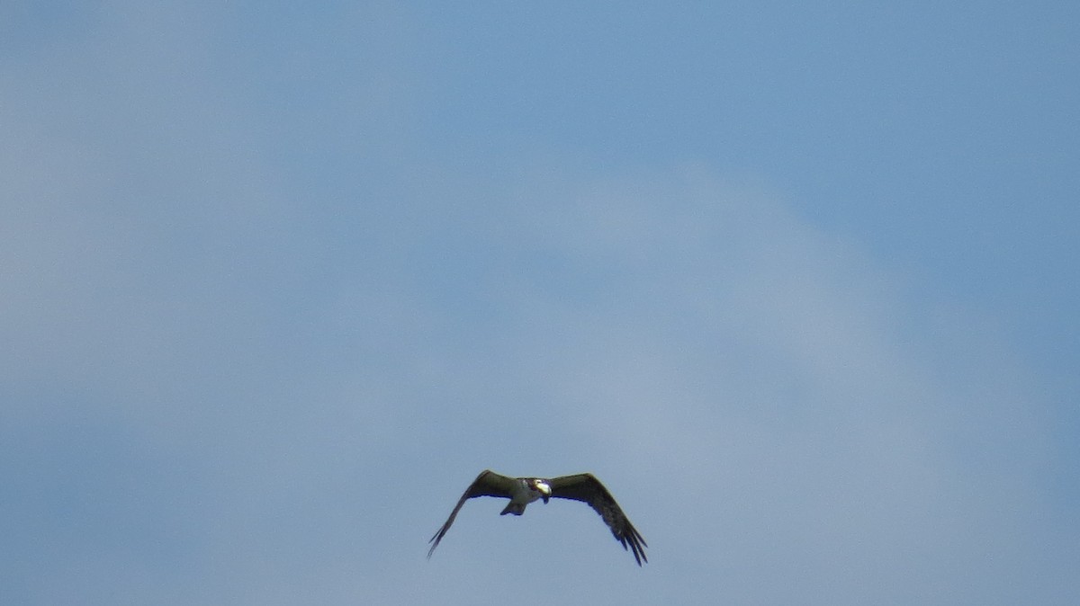 Balbuzard pêcheur - ML621952010