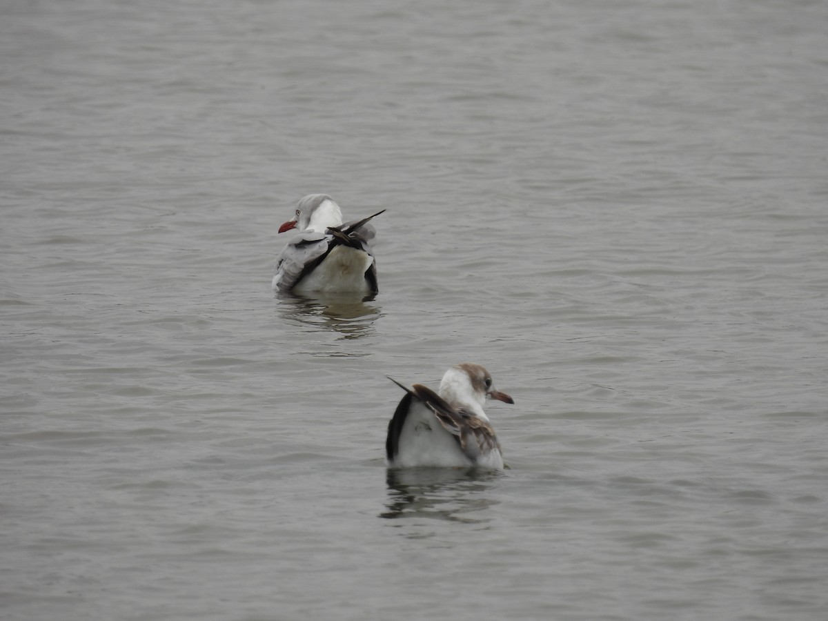 Mouette à tête grise - ML621952015