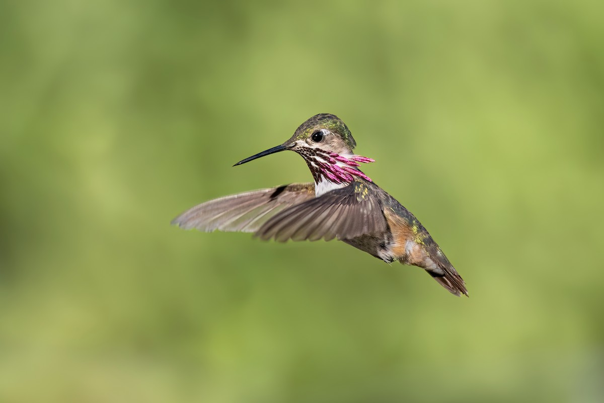 Calliope Hummingbird - ML621952034