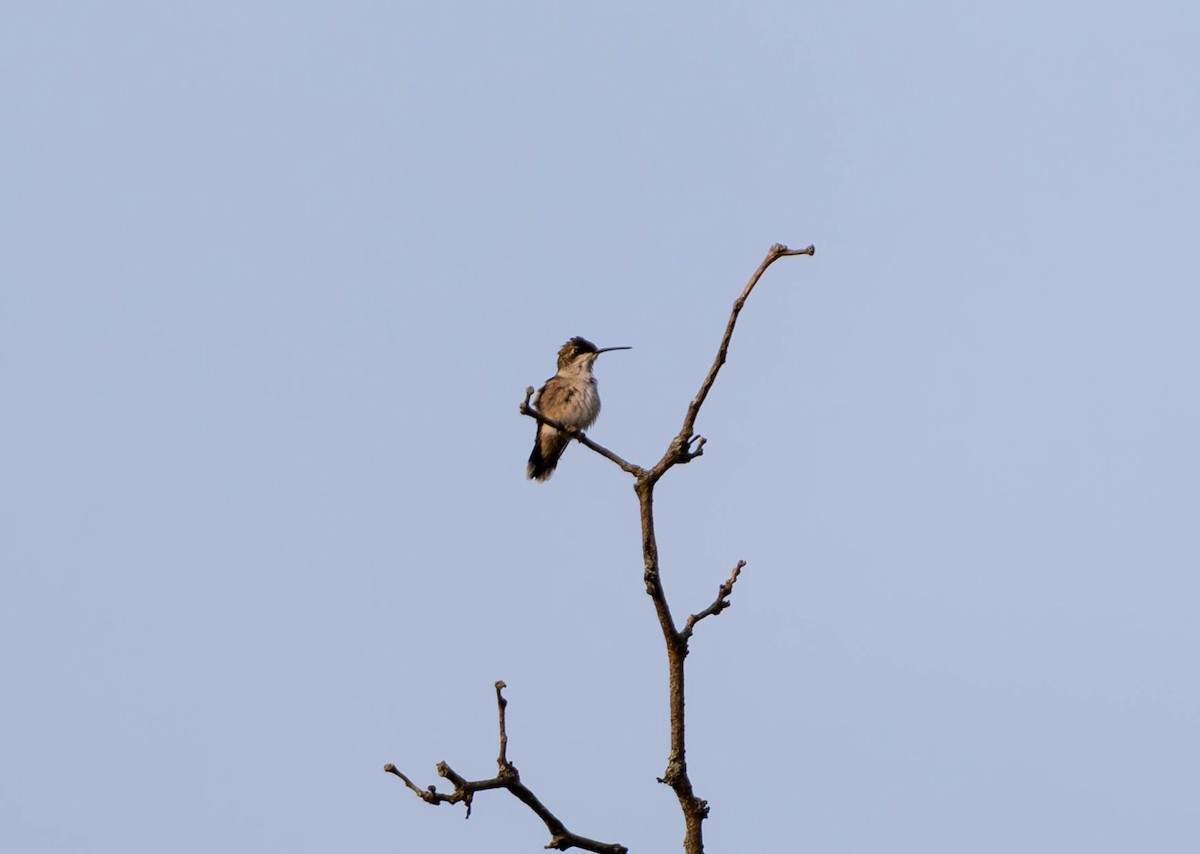 Ruby-throated Hummingbird - ML621952037