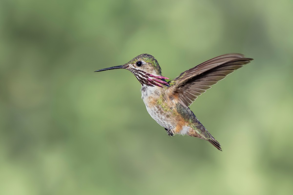 Calliope Hummingbird - ML621952051