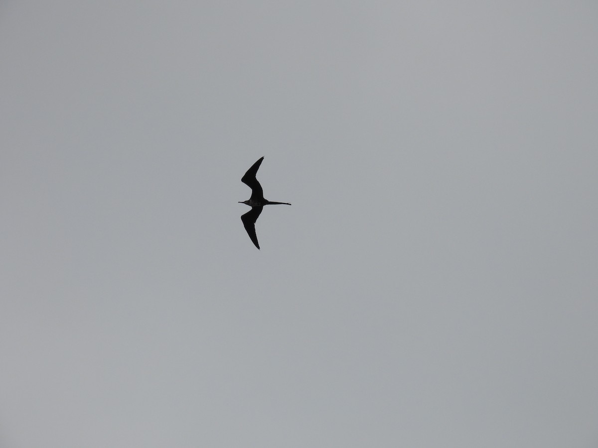 Magnificent Frigatebird - ML621952053