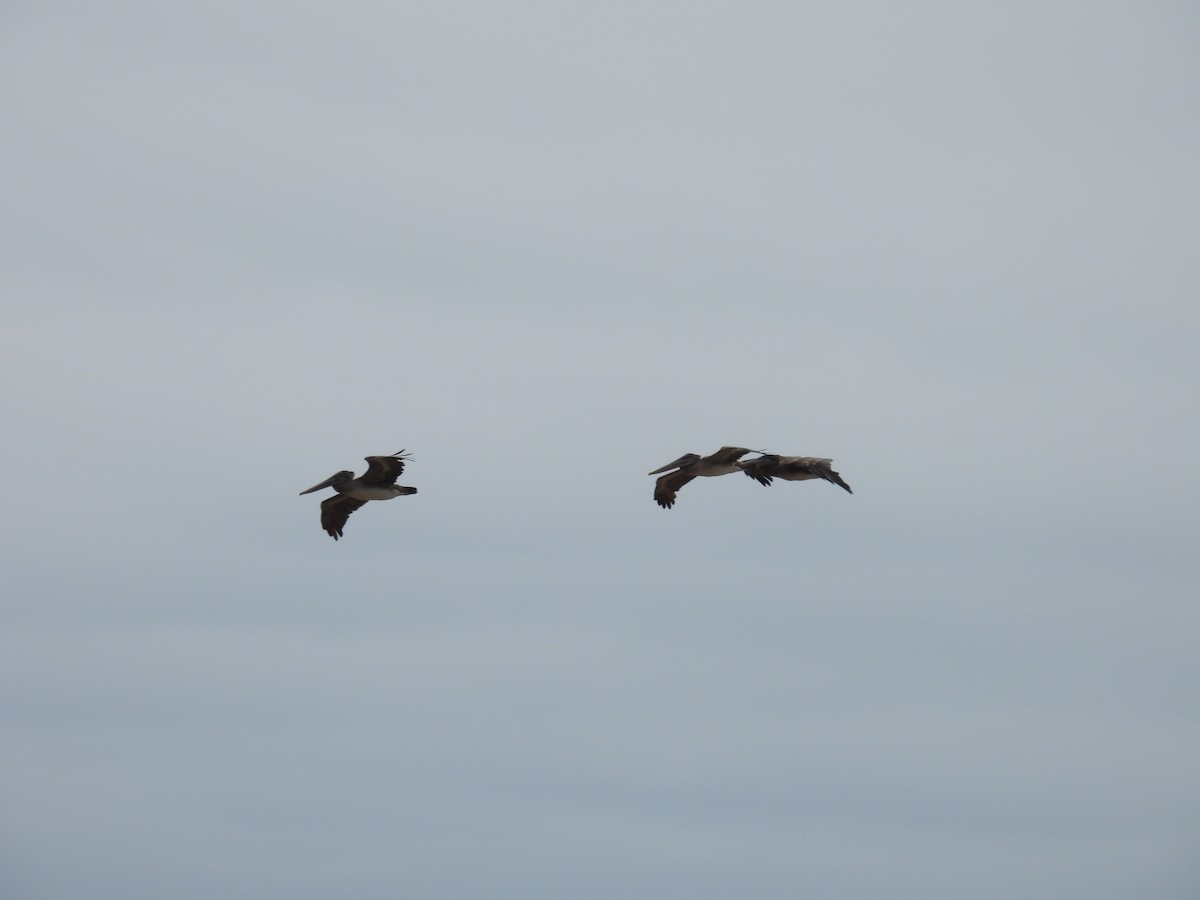 Peruvian Pelican - Ivette Gomez