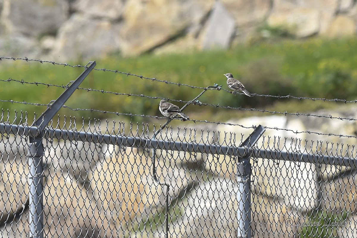 Northern Mockingbird - ML621952081