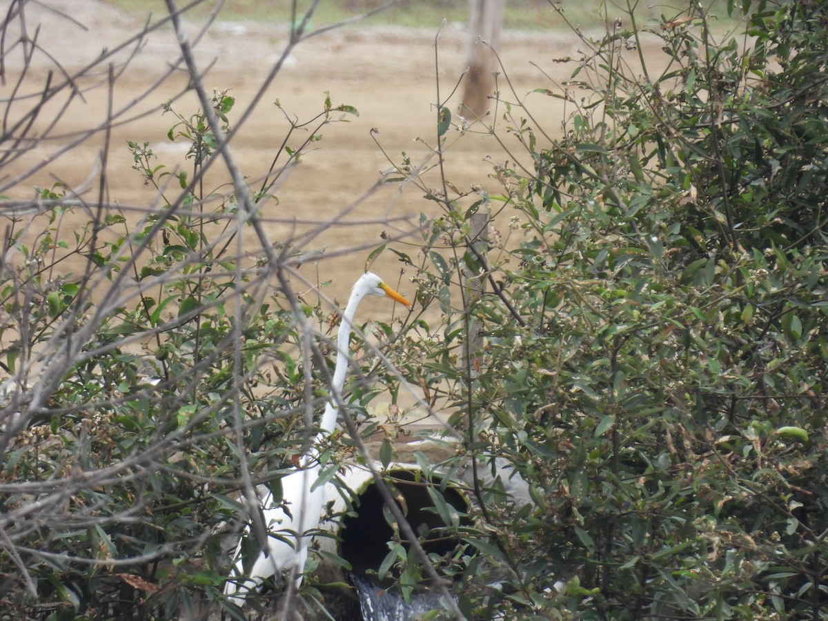 Great Egret - ML621952083