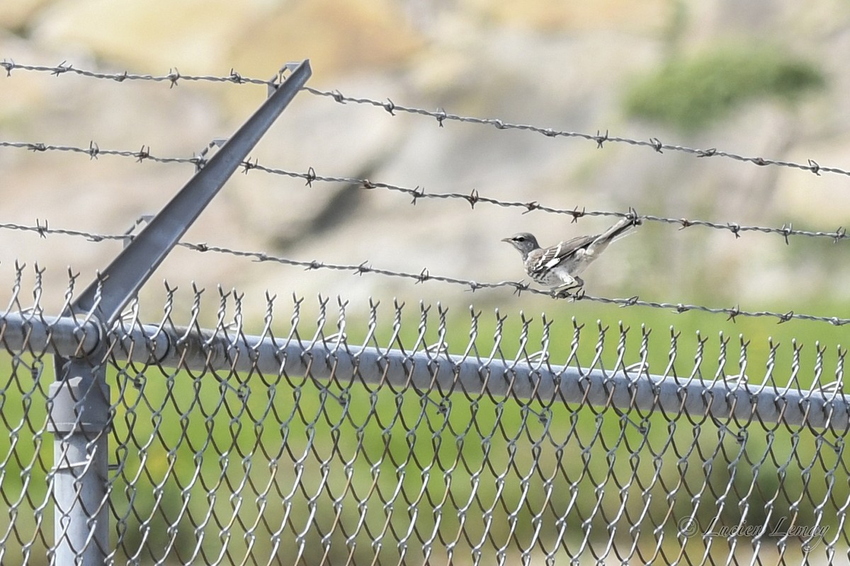 Northern Mockingbird - ML621952085