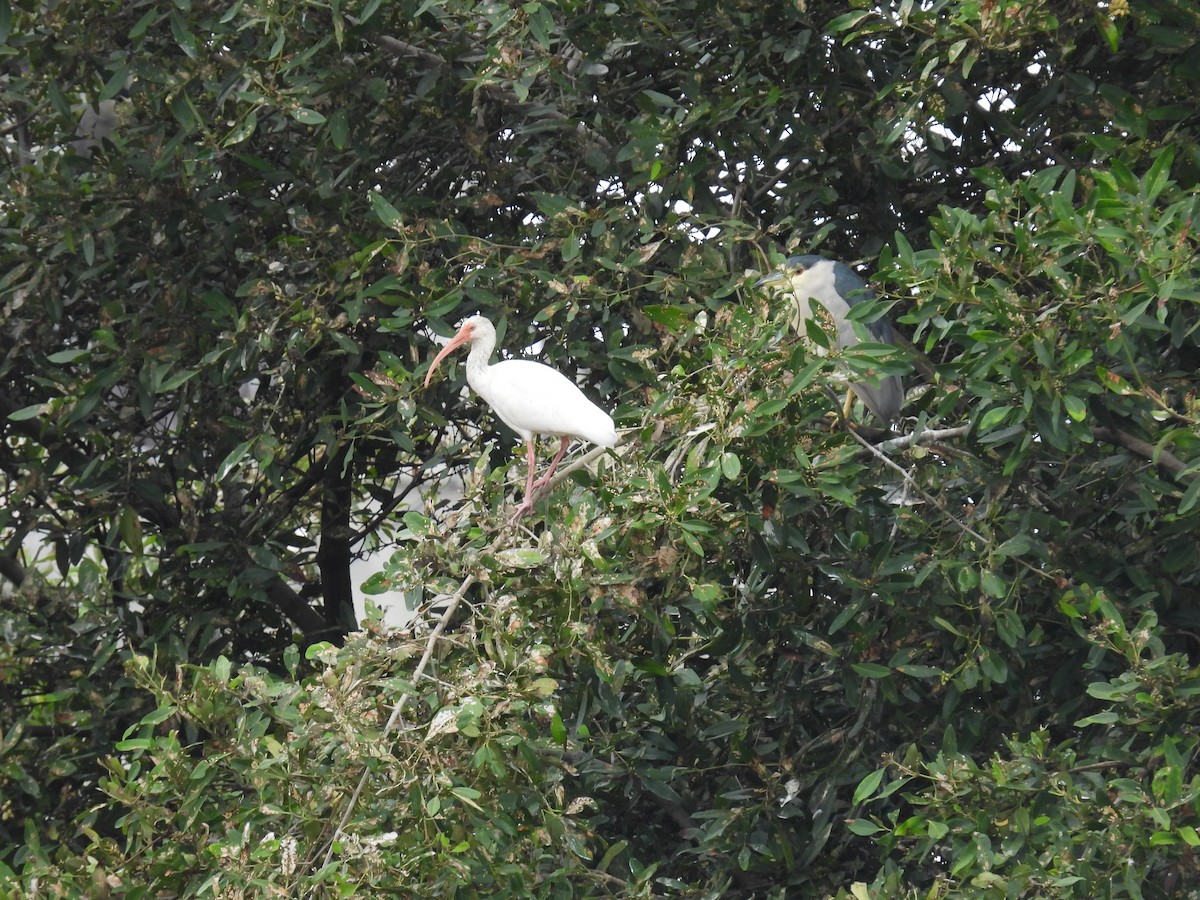 White Ibis - ML621952095