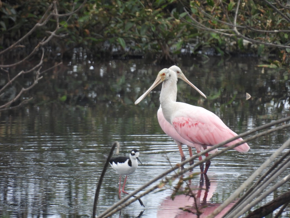 Roseate Spoonbill - ML621952103