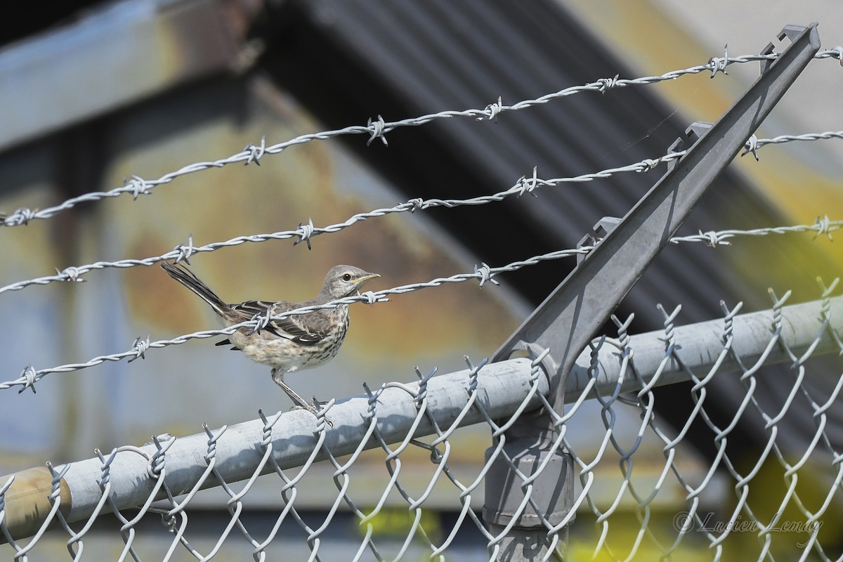 Northern Mockingbird - ML621952104