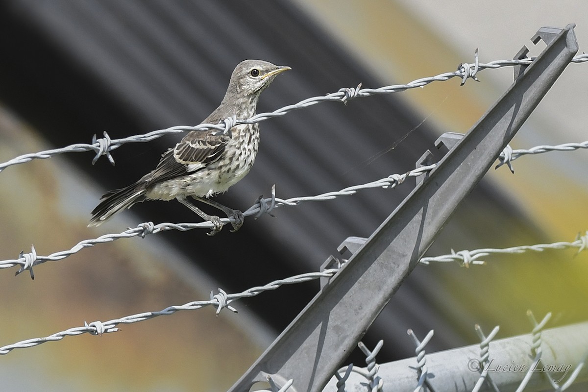 Northern Mockingbird - ML621952110