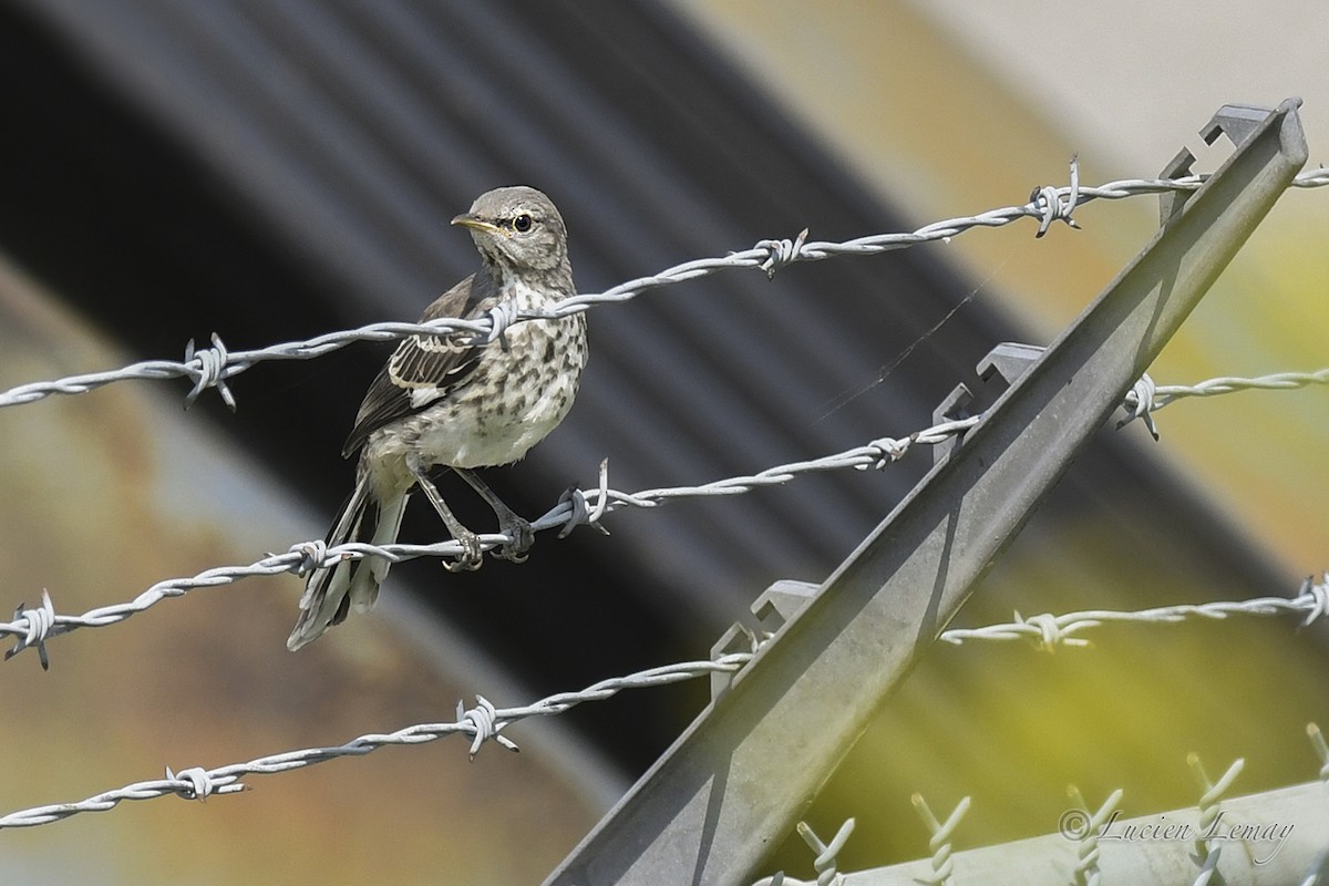 Northern Mockingbird - ML621952115