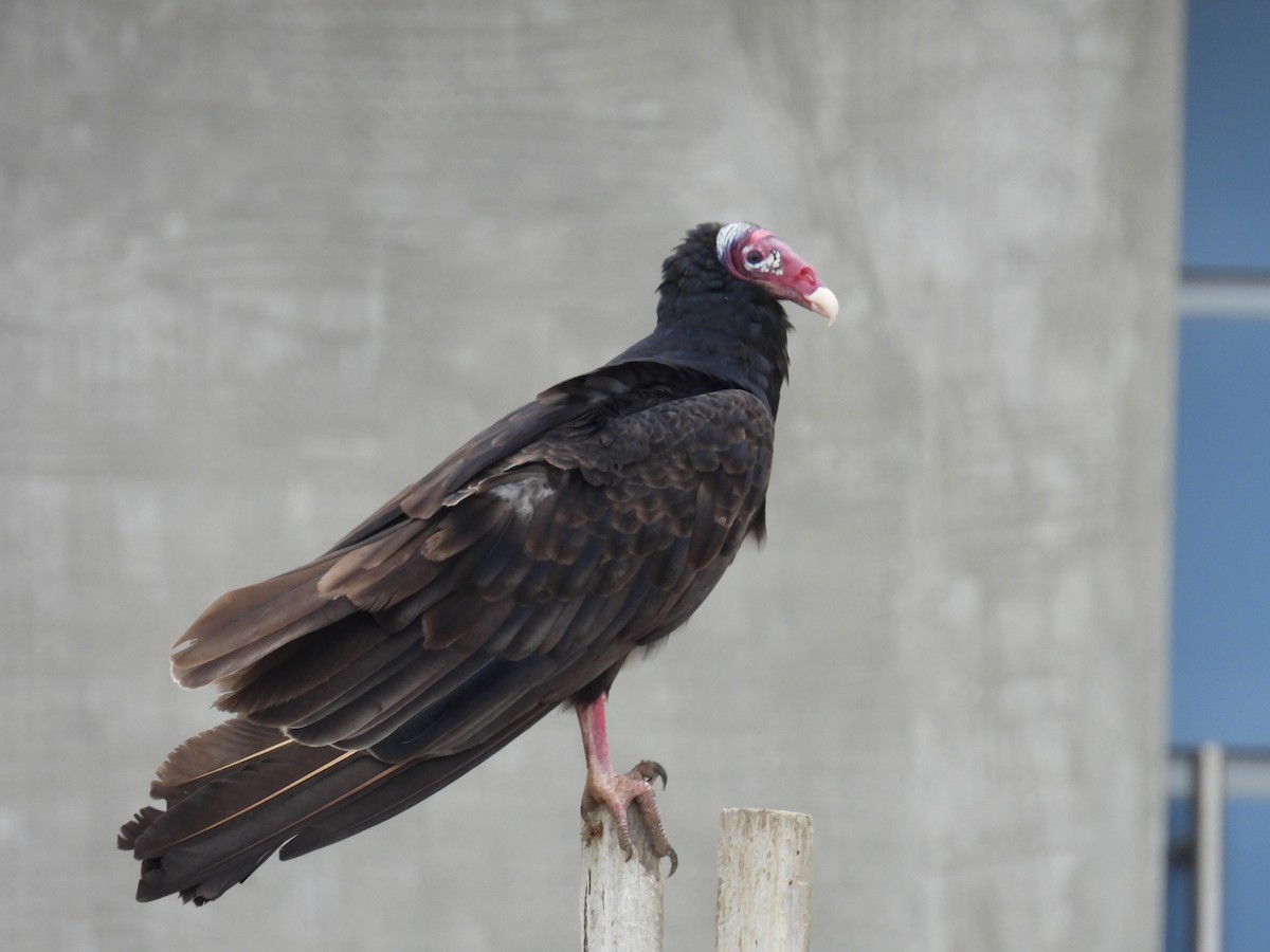 Turkey Vulture - ML621952116