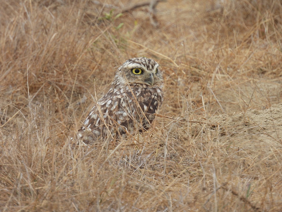 Burrowing Owl - ML621952128