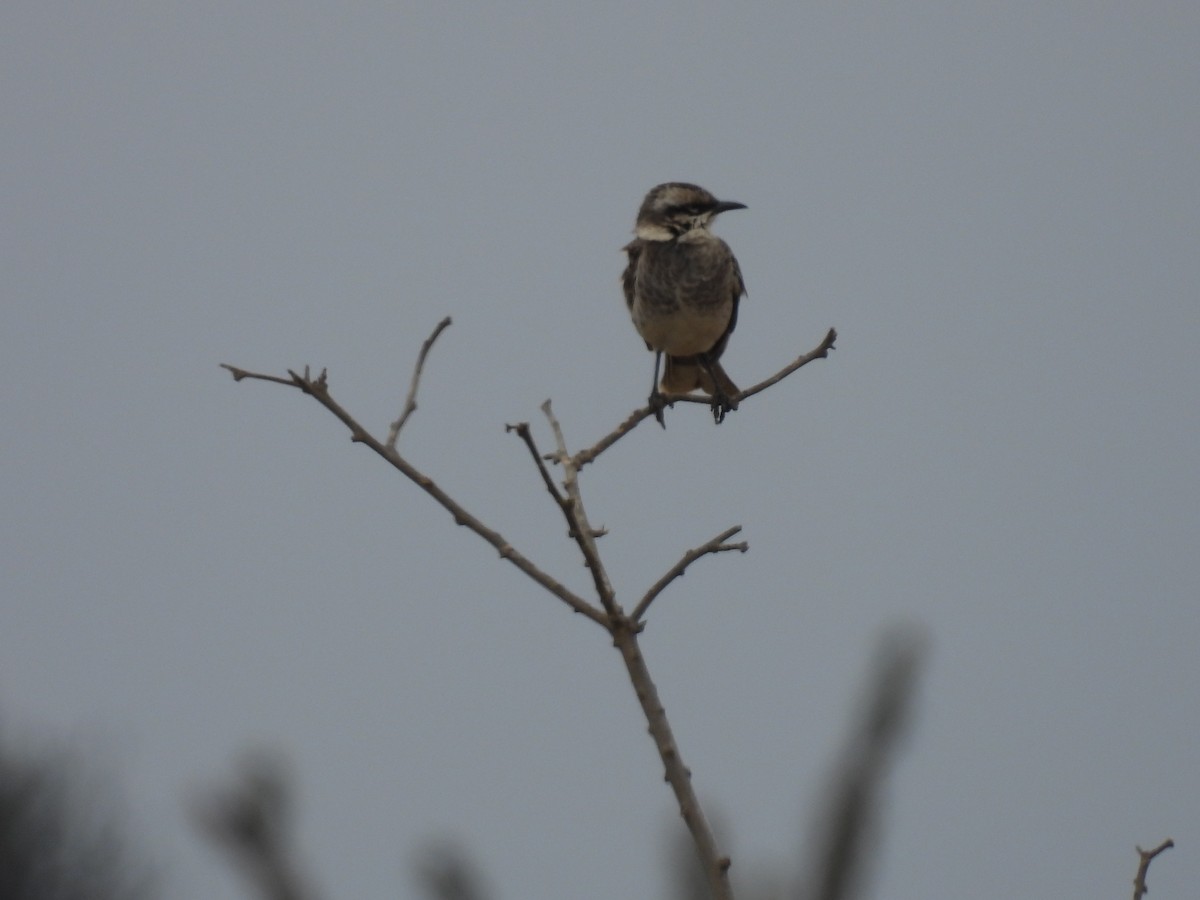 Long-tailed Mockingbird - ML621952137