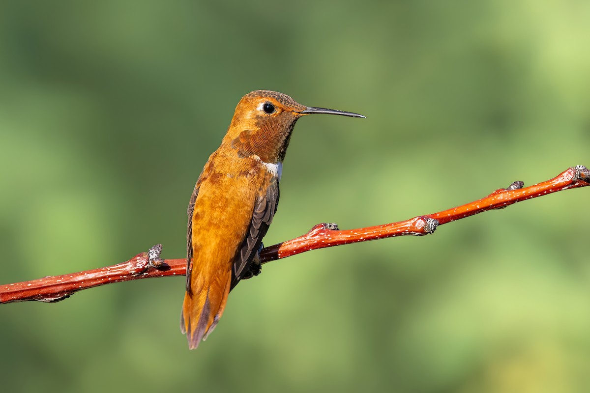 Rufous Hummingbird - ML621952159