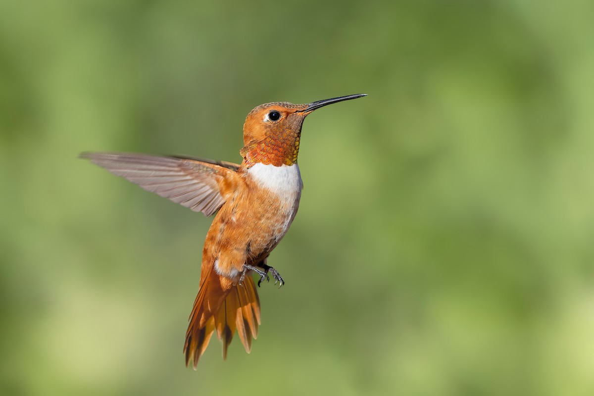 Rufous Hummingbird - ML621952160