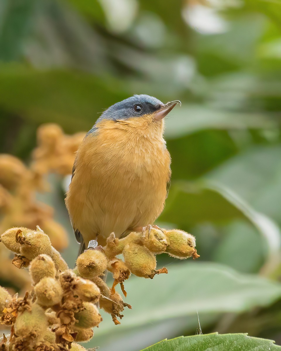 Rusty Flowerpiercer - ML621952189