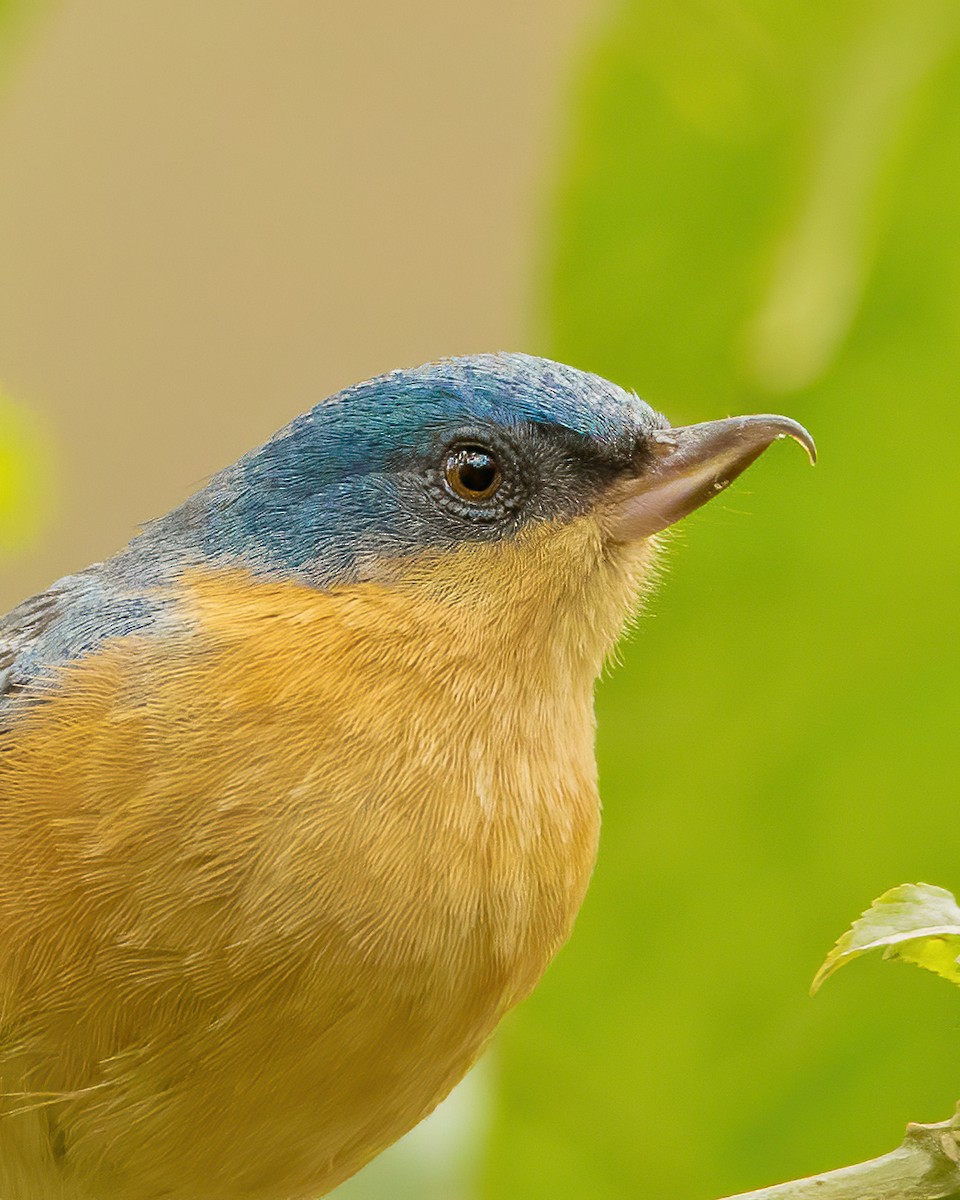 Rusty Flowerpiercer - ML621952190